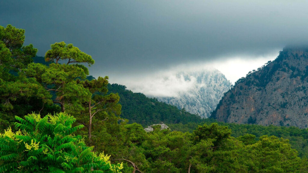 A Serene Escape: Misty Day in the Majestic Mountains with Lush Greenery Wallpaper
