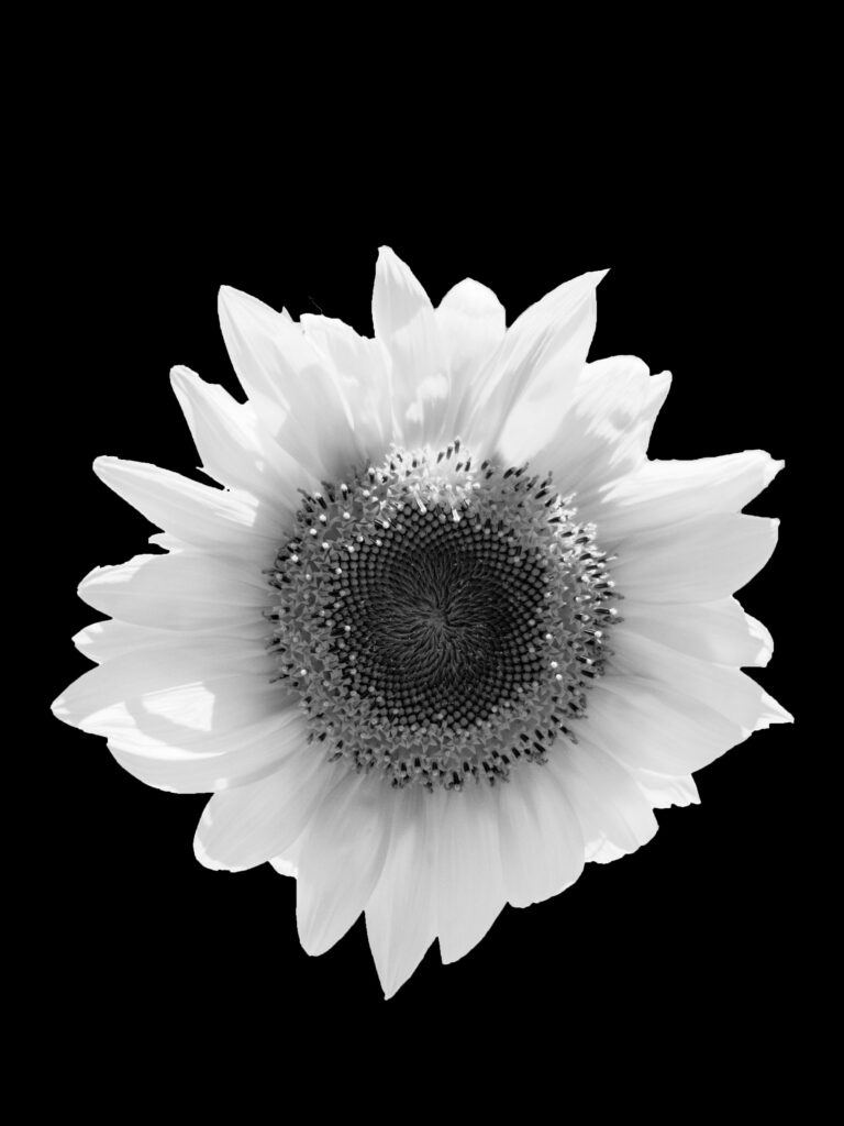 Monochrome Petals: Captivating Floral Android Backdrop Wallpaper