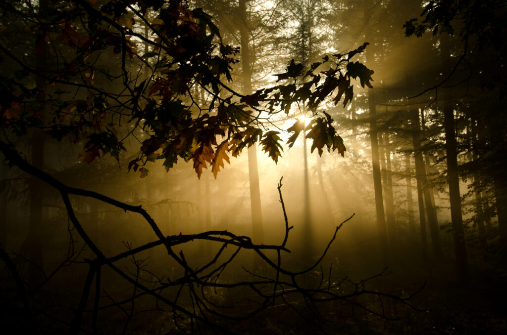 Sunlight filtering through dense branches and morning fog in a mystical autumn forest wallpaper