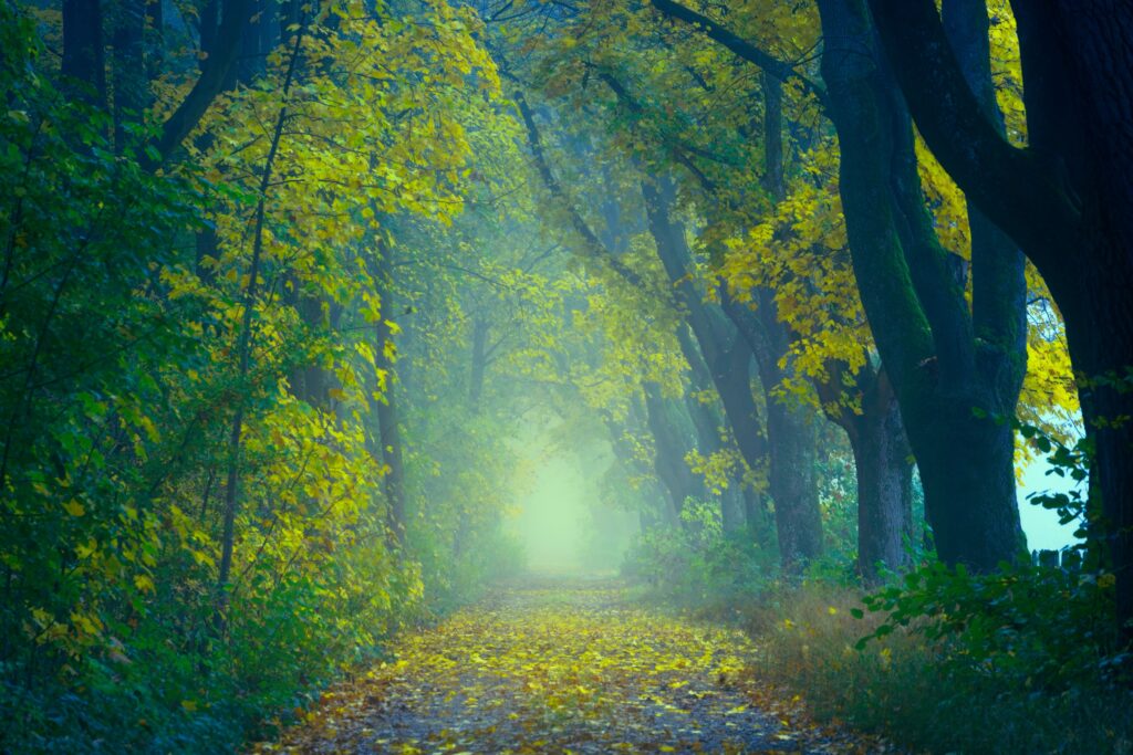 Serene autumn forest path with golden leaves and misty fog creating a mystical atmosphere Wallpaper