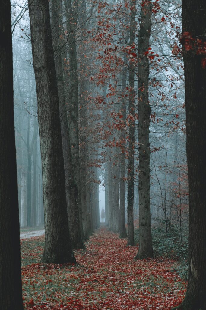 Serene autumn forest with tall symmetrical trees red leaves soft fog mystical tranquil scene Wallpaper