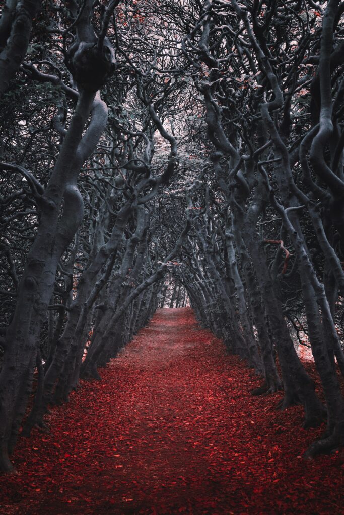 Autumn walkway with twisted dark trees arching over path covered in vibrant red leaves wallpaper