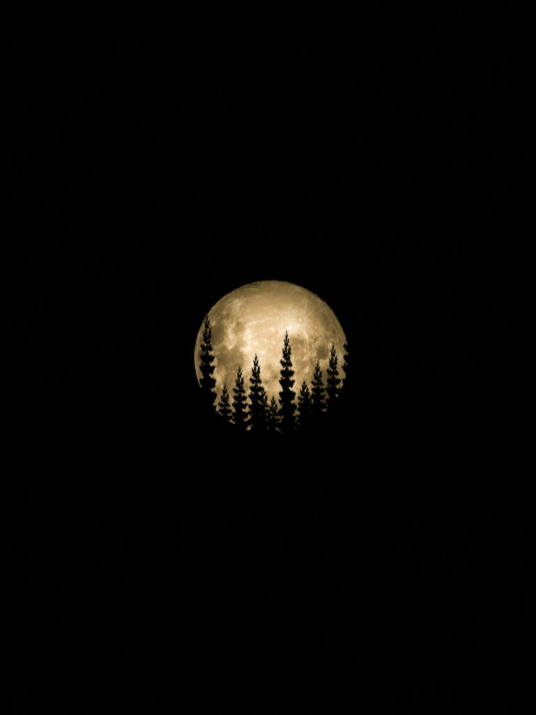 Mystical Serenade: A Captivating Silhouette of Trees Under the Full Moon - HD Phone Wallpaper