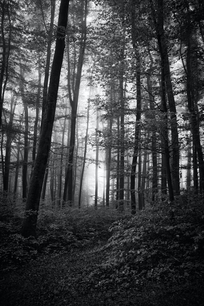 Mystical Black & White Forest: Tall Trees & Gentle Light Background Wallpaper