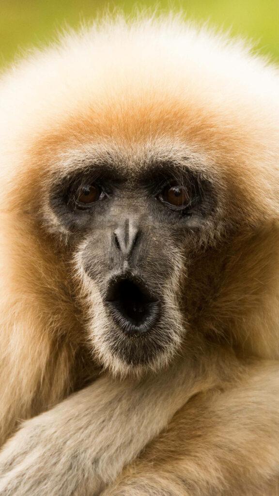 Captivating Closeup: Inquisitive Brown Gibbon Mesmerizes with Curious 'O' Mouth Pose against Stunning Background Wallpaper