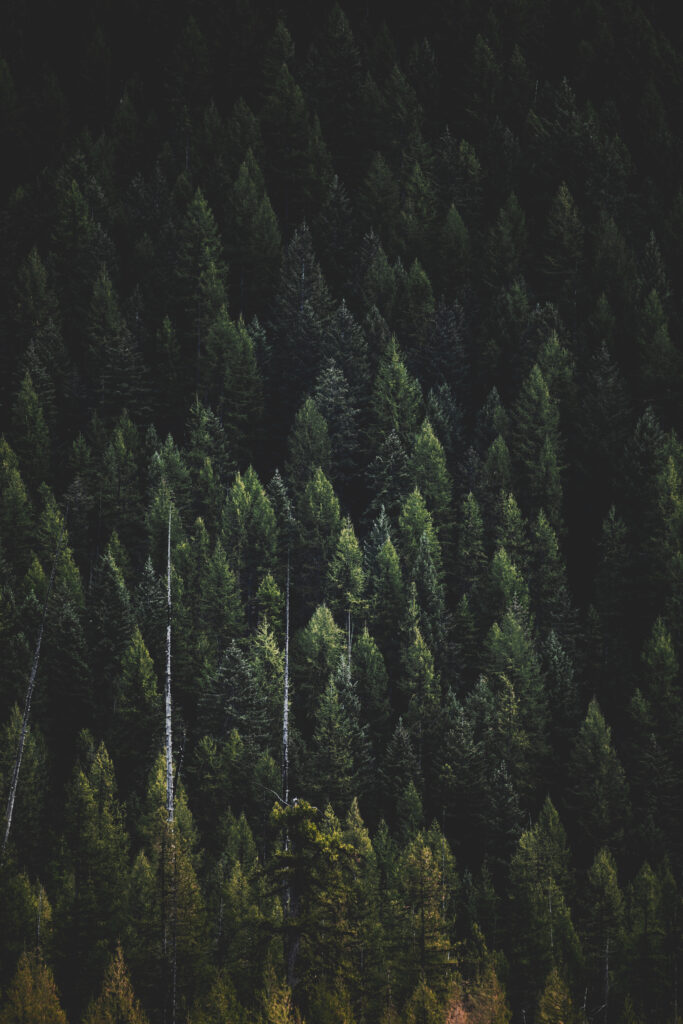 Dense forest wallpaper with towering trees and dramatic lighting highlighting lush green textures