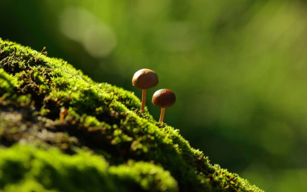 Mystical Psilocybe: Enchanting Fungus Amongst Mossy Serenity Wallpaper