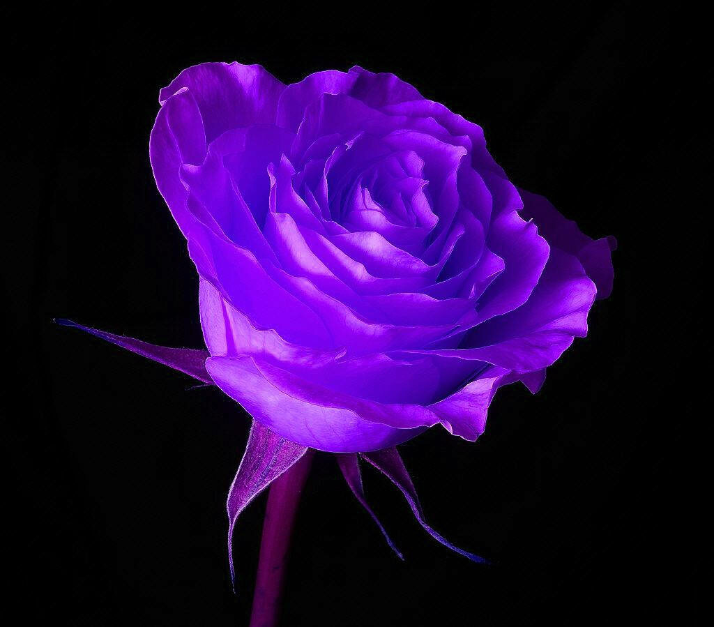 Purple Elegance: A Captivating Rose Immersed in a Stunning Purple and Black Aesthetic Wallpaper