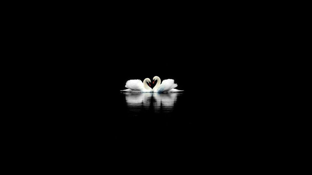 Serenity in Darkness: Elegantly Minimal Swan Silhouettes for a Dark Feminine Desktop Wallpaper