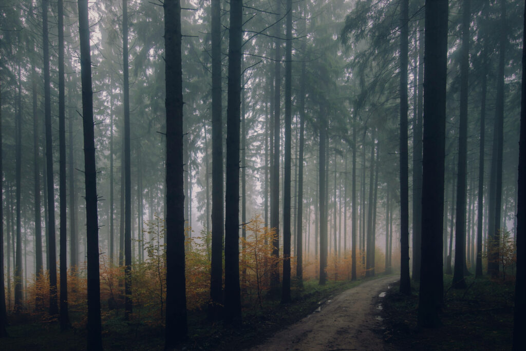 Mystical Enchantment: Capturing the Hidden Intrigue of a Fog-Drenched Forest on iPhone Wallpaper