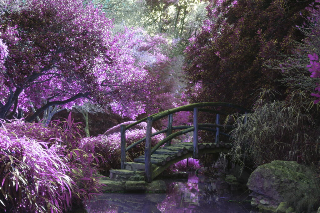 Enchanting Nature's Graphy: A Breathtaking 5K Wallpaper of a Magical Garden