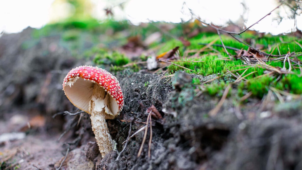 Fungi Fantasy: Enchanting Fly Agaric Mushroom Sprouts on Moist Earth Amidst Lush Mossy Surroundings Wallpaper