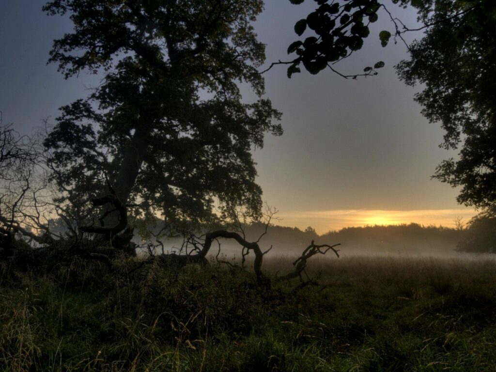 Tranquil woodland wallpaper with towering trees sprawling roots foggy grassy landscape sunset glow