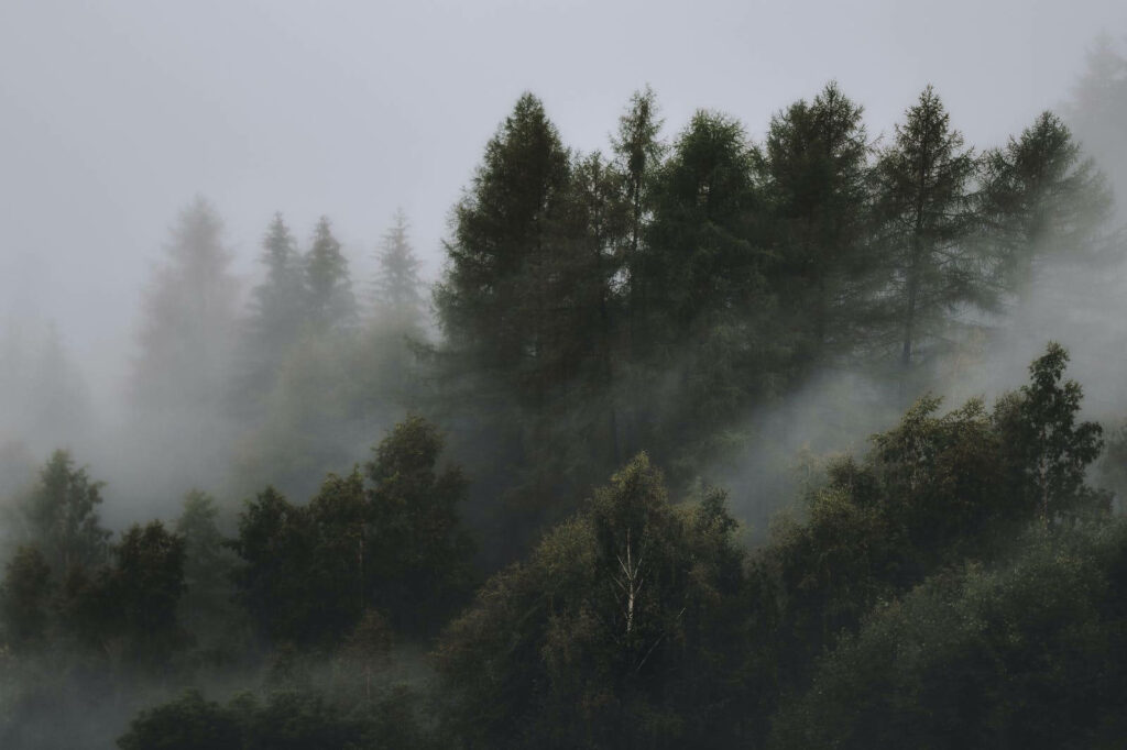 Mysterious Fog Blanketing the Enchanting Forest - Captivating HD Background Wallpaper