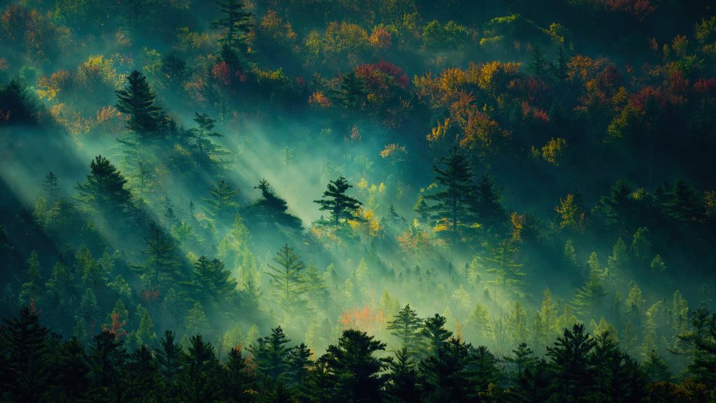 Mystical foggy forest with golden light rays and colorful autumn trees in 4k UHD wallpaper