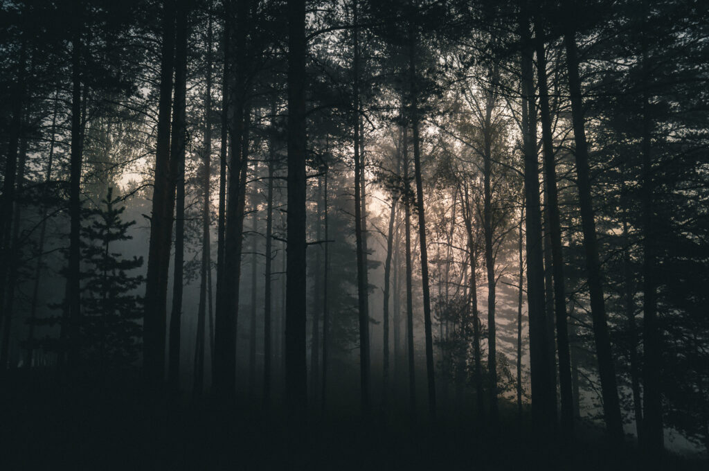 Foggy dense forest with tall silhouetted trees creating a moody mysterious natural landscape wallpaper