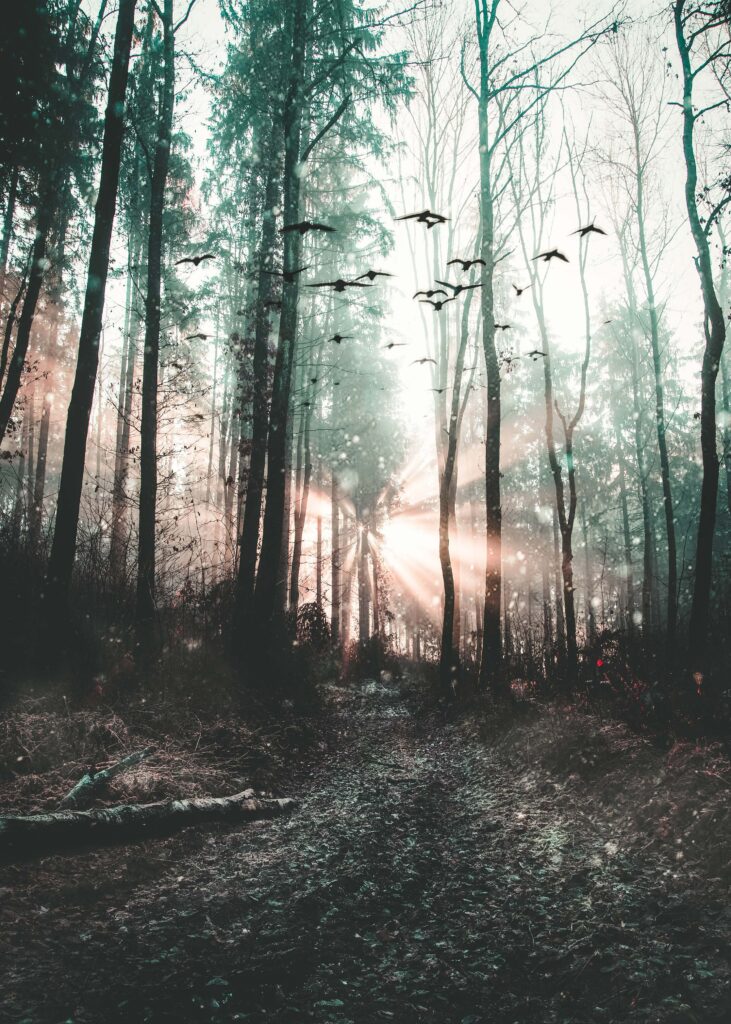Mystical foggy forest with tall trees and birds flying through magical early morning mist wallpaper