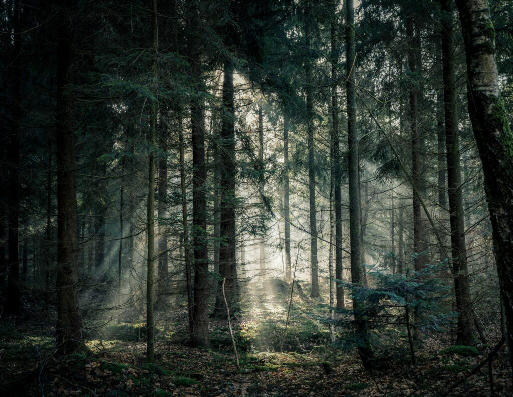 Soft light through foggy forest trees illuminating lush green foliage and casting gentle shadows Wallpaper