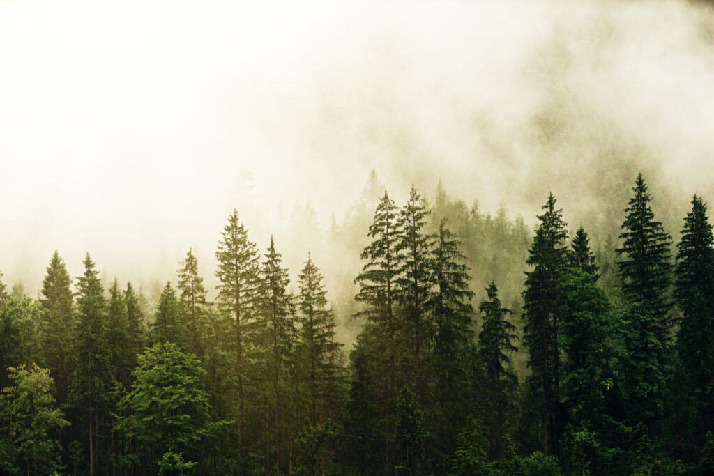 Mist-covered dense spruce forest with soft light highlighting lush green evergreens wallpaper