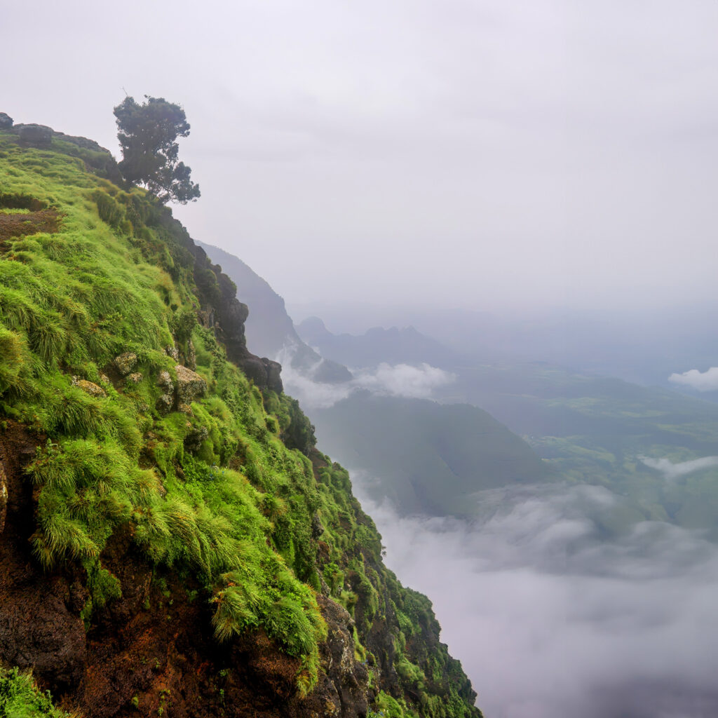 Lone tree on grassy cliff overlooking foggy valley vibrant green landscape serene wallpaper background