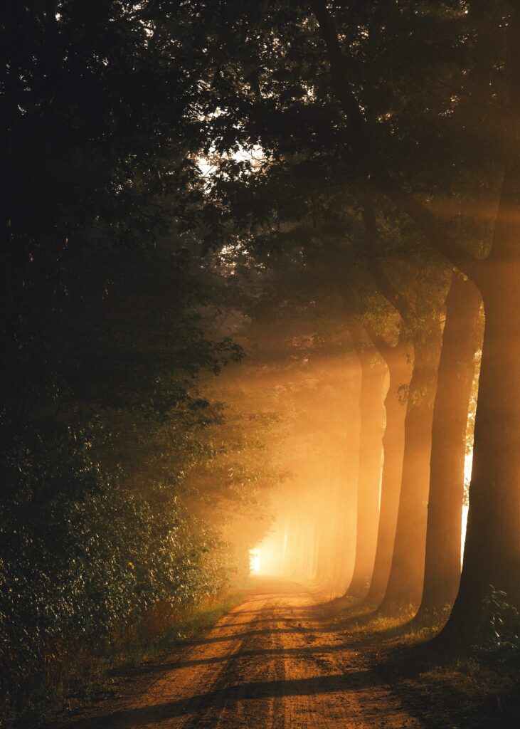 Serene foggy forest path at dawn with golden sunlight streaming through tall trees wallpaper