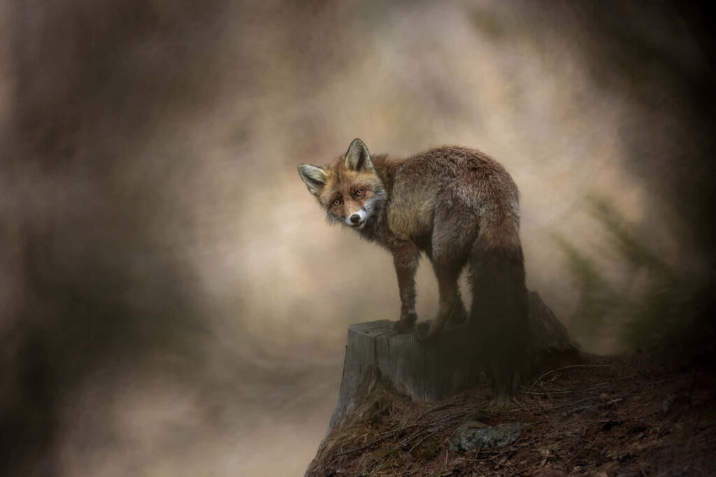 Mystical Forest Wallpaper: Enchanting Fox on Tree Stump
