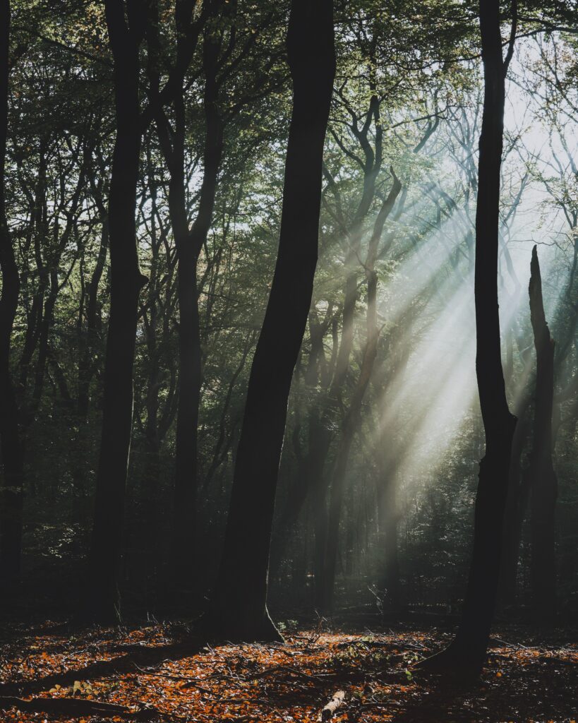 Soft sunlight through foggy dark forest trees with golden light on leafy forest floor wallpaper