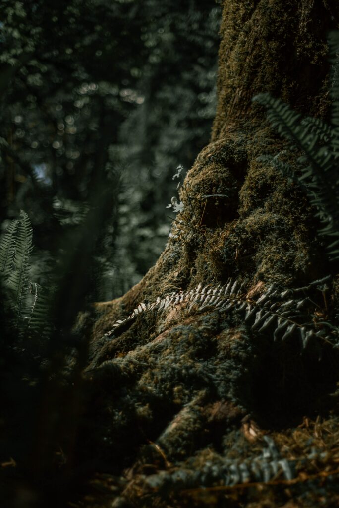 Mystical forest with towering tree moss-covered roots sunlight filtering through dense canopy greenery Wallpaper