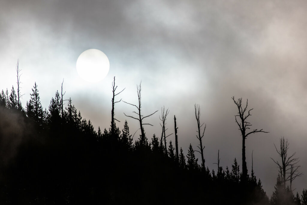 Full moon glowing behind misty sky over dense evergreen forest with tranquil monochrome atmosphere Wallpaper