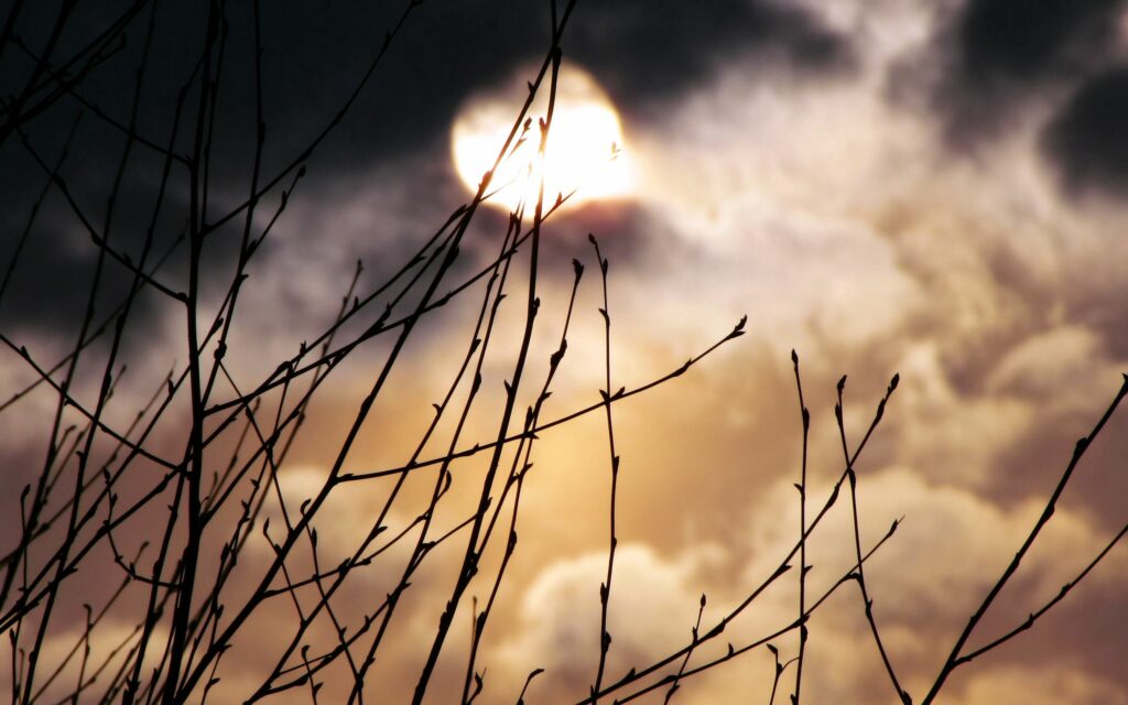 Full moon glowing behind budding branches with soft fog and clouds in mystical spring night Wallpaper