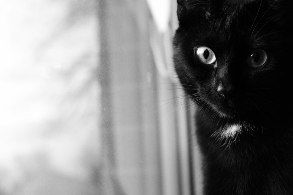 Intriguing Gaze: A Captivating Monochrome Portrait of a Muzzled Black Cat with Mesmerizing Eyes against a Wallpaper Background