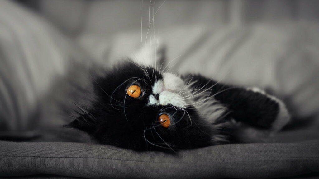 Mesmerizing Glimpse: Majestic Cat Eyes Engulfing the Darkness - Stunning 4K Wallpaper Background
