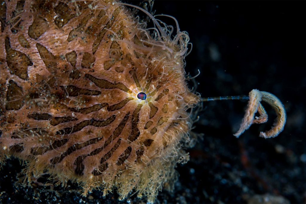 Macro photo of a Hairy Frogfish camouflaged in dark ocean with textured skin and lure close-up Wallpaper