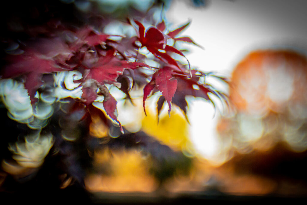 Sunset Dreams: Enchanting Autumn Maple Leaves Drenched in Soft Focus Bokeh - Surreal Desktop Delight Wallpaper