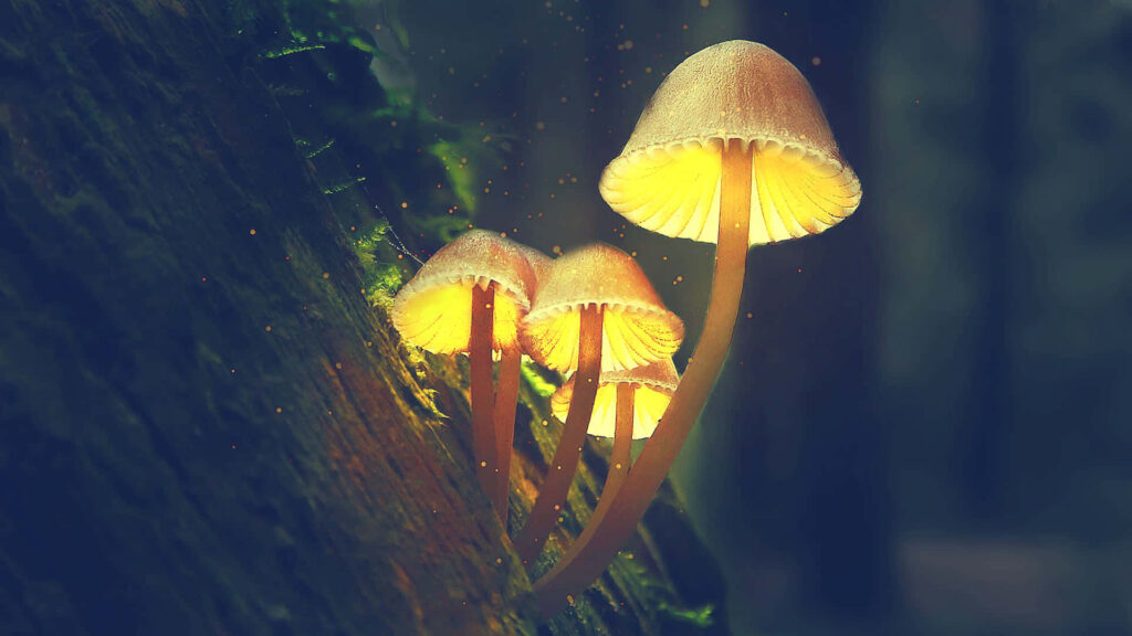 Enchanting Nightscape with Luminescent Golden-Capped Psilocybe Fungus Adorning a Mossy Tree Wallpaper