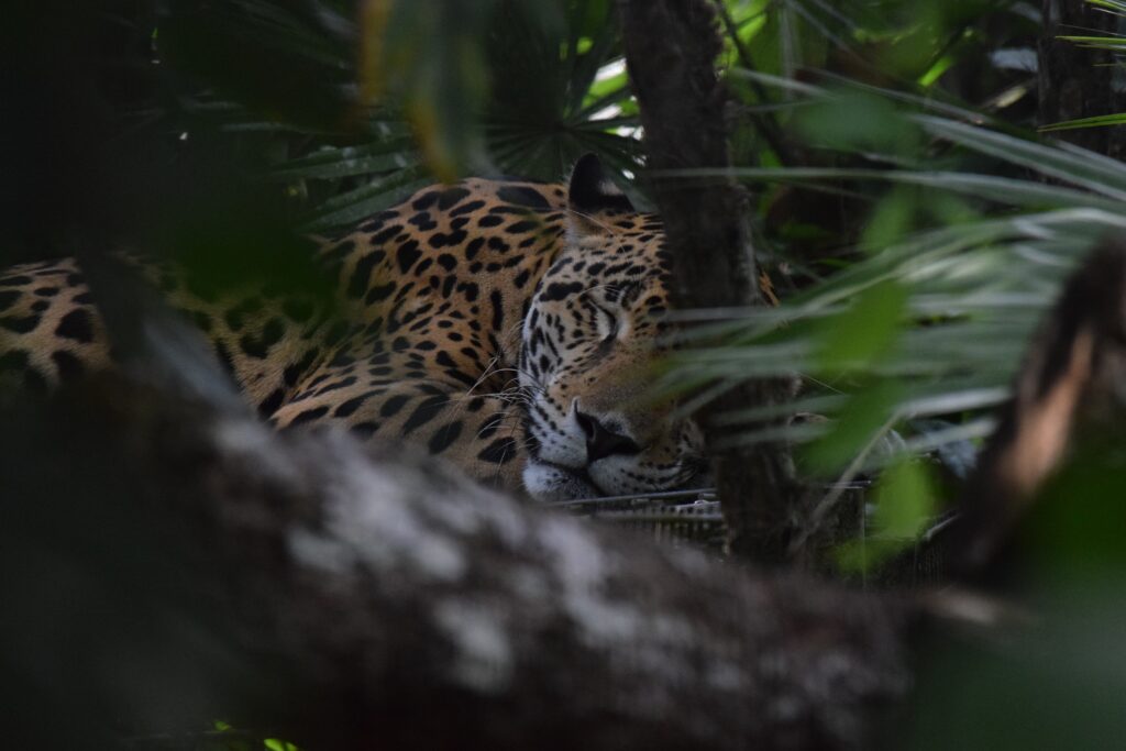 Jungle Jaguar: Lush Wallpaper of Stealth and Mystery