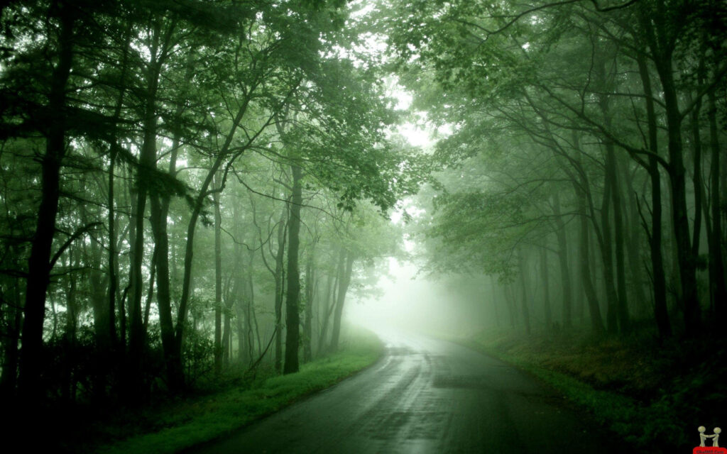 The Enchanting Path: Exploring the Serene Depths of a Foggy Forest Wallpaper