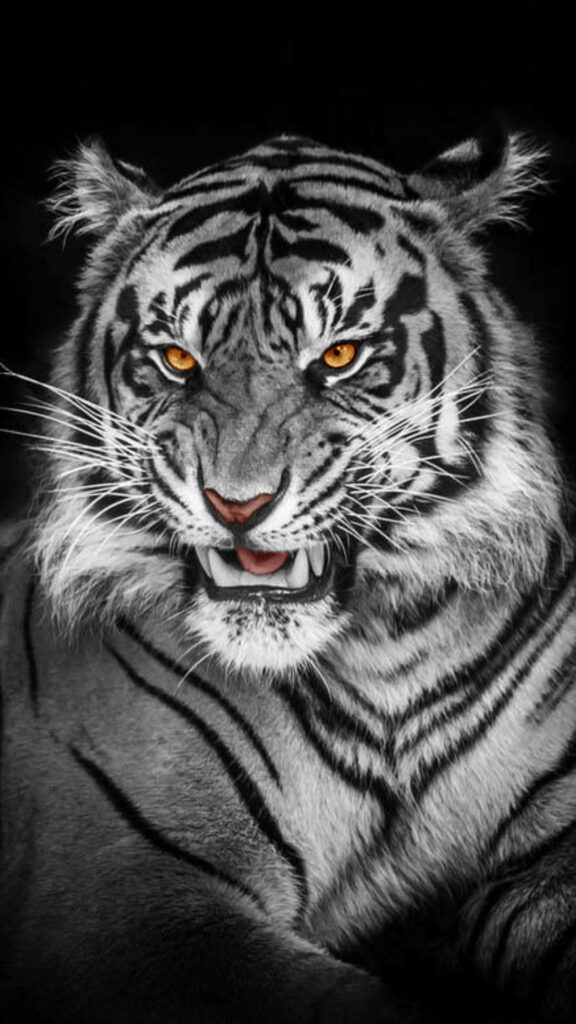 Majestic Albino Tiger: A Captivating Fusion of Elegance and Power against a Mysterious Black Tiger Habitat Wallpaper