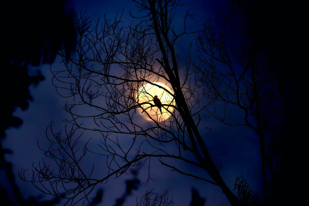 Shadowy Silhouette: Halloween Laptop Background featuring a Moonlit Crow Perched on a Tree Branch Wallpaper