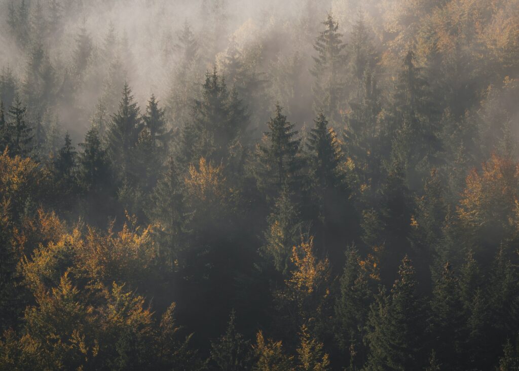 Aerial view of dense pine forest in morning fog with sunlight on golden green treetops serene landscape Wallpaper