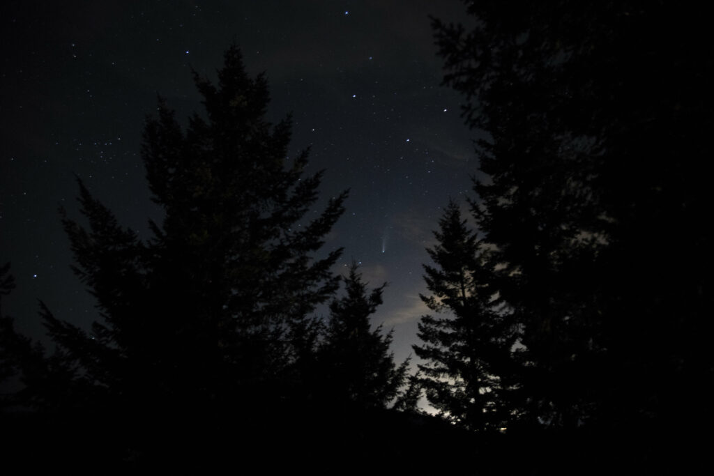Tall spruce trees silhouette under a starry night sky serene mystical woodland wallpaper background