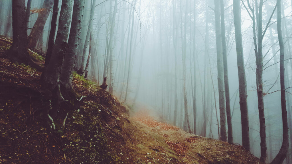 Mystical Path through Foliage: Enchanting Autumn Trail Immersed in Fog and Tilt-Shift Magic - Captivating Fall Desktop Background Wallpaper