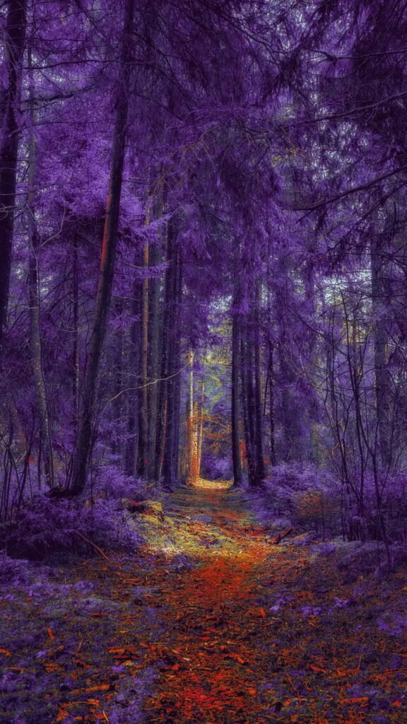 Majestic Autumn: Exploring the Enchanting Purple Forest Trail - HD Phone Wallpaper