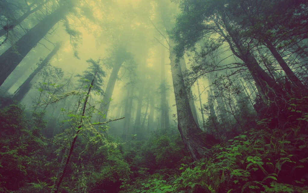 Mystical Secrets Unveiled: Exploring the Enchanted Depths of the Foggy Dark Forest Wallpaper