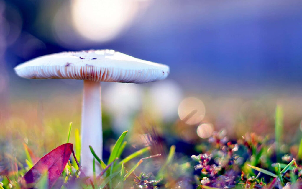 Fungi Fantasy: Capturing the Enchanting Charm of a Towering White Mushroom in a Lush Grassland Landscape Wallpaper