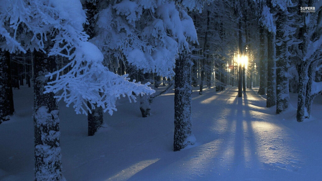 Winter Wonderland: Enchanting Snowy Forestscape with Sunlit Pine Trees - Immersive Desktop Background Wallpaper
