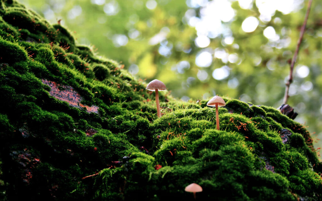 Mystical Magic: Psilocybe Fungus Flourishes on Enchanting Mossy Rock Wallpaper