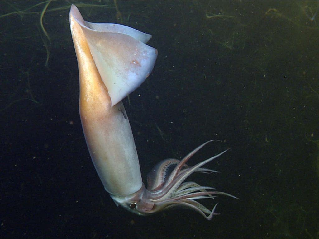 Pale squid gliding in dark waters deep sea nature wallpaper background high quality photo