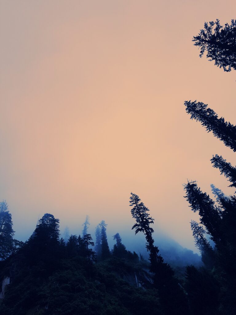 Bottom view of tall trees silhouetted against twilight sky with fog in dark forest canopy Wallpaper