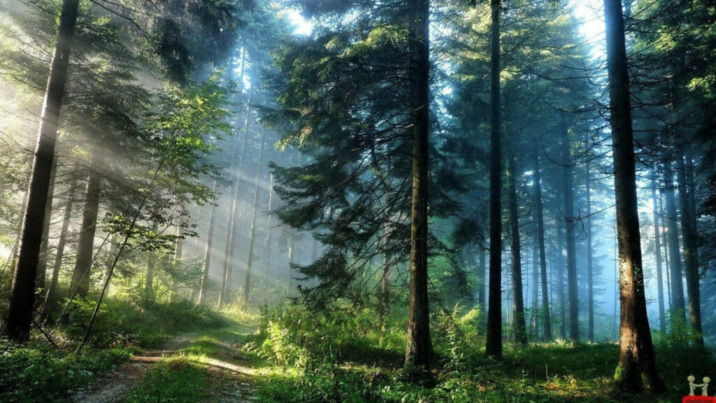 Mystical Mist Enhances the Beauty of a Dense Woodland - Captivating Hd Background Snapshot Wallpaper